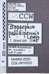 Etiketten zu Propsephus ineptus (NHMW-ZOO-COL-0010222)